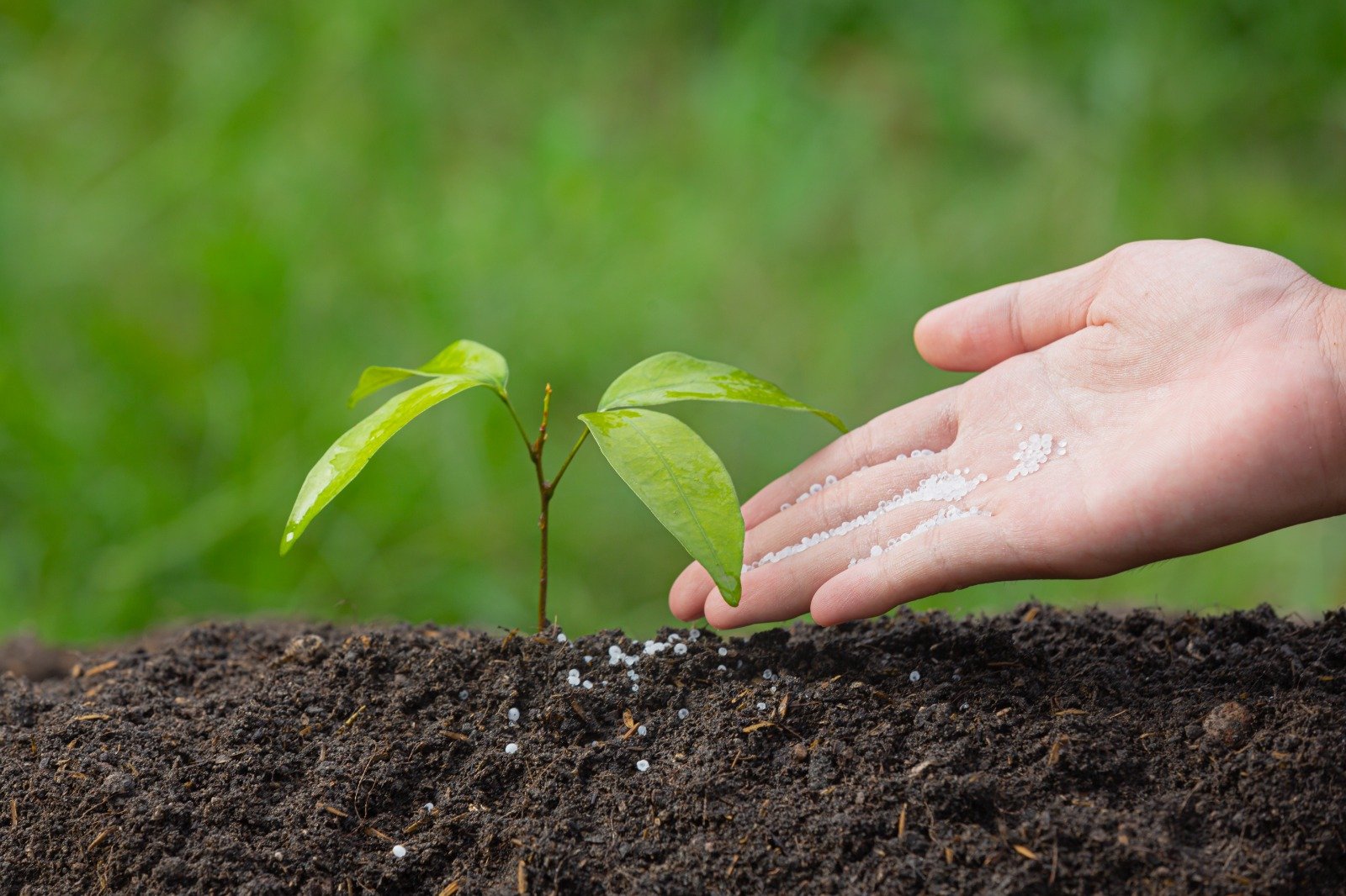 What Are Biofertilizers? Benefits & Types Guide